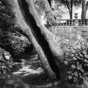 Hollow Tree, Villa Lante