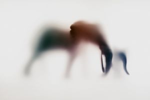 Wildblur-elephant-10.jpg