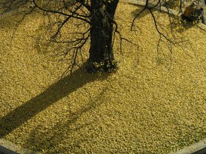 gingko 5