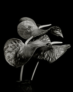Anthurium 2