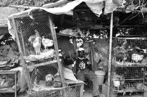 Chicken seller