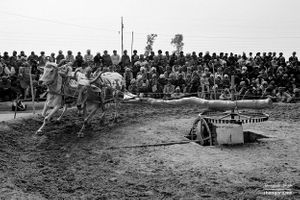 Ox lap racing | Punjab.