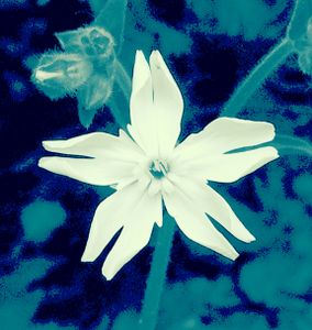 White Flowers 1