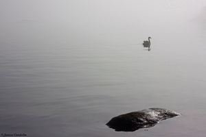 A lone swan