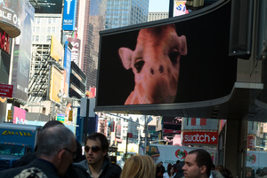 Urban Safari/Times Square Camel Ride