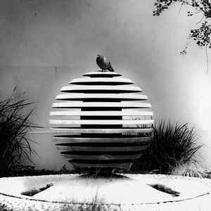 Throne Of Pigeon