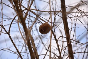 Wilted