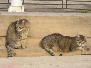 Stray Cats_28