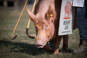 A pig on patrol