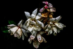 Flowers in Regents Park, London,9
