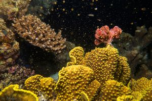 Coral Spawning