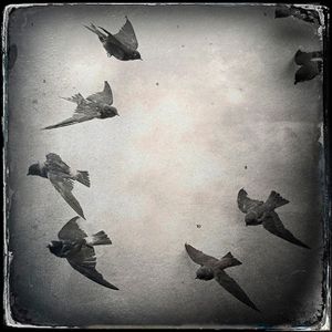 Flight