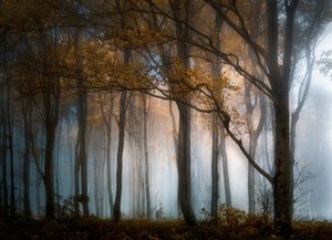 Among the colors