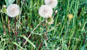 Ladybug