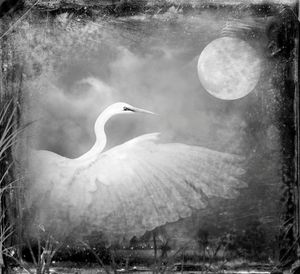 © Dianne Yudelson Snowy Egret