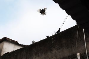 Early morning pigeons flying over Vila Cruzeiro.