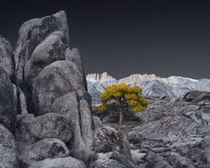 Sunrise and Lone Tree in Alabama Hills in Autumn
