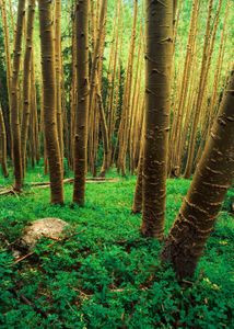 Winsor Trail, Pecos Wilderness, North.