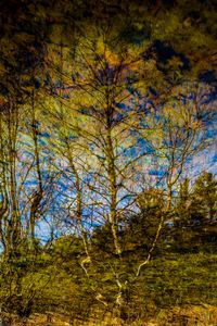 Liquid Sky 05