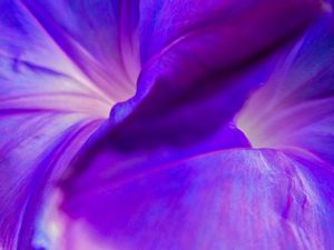 Swirls(Morning Glory)
