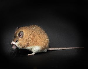 Spiny Mouse