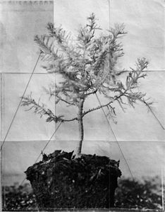 Bonsai (Tethered)