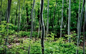 Creation, Growth & Proliferation