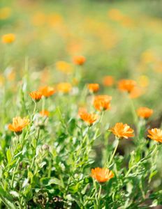 Calendulas = Marigold fields (edible flowers)