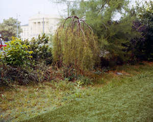 Bushes near the road meet artificial turf, Lithuania, September 2015.