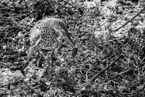 Fauna de Buenos Aires