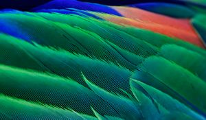Agapornis