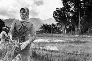 Rice plants preparation for planting