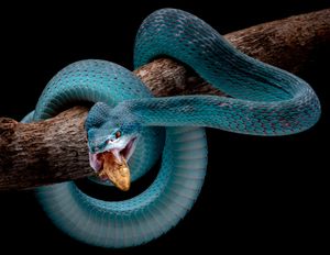 Blue Insularis 1
