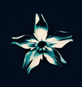 Blue Flower