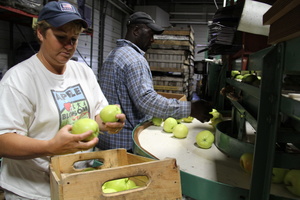 Each piece of fruit is chosen for quality and boxed for shipment.