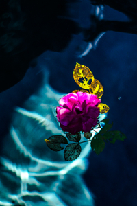 Rosa