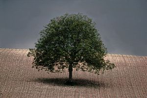 Noyer, Dordogne, Portraits of Trees