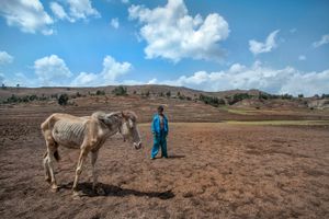 Amhara Boy and Pony