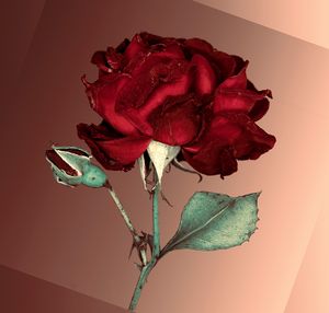 Another Rose