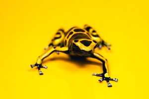 Bumblebee Poison Dart Frog