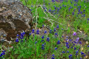 Lupine, Robert Lous Stevenson State Park, CA