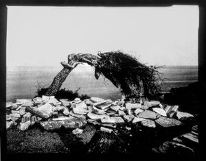 Tree, Aliki Greece, 1972