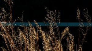 Urban Nature VIII