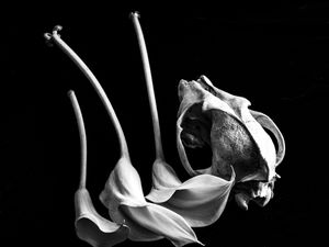 Coyote Skull + Callas 2019