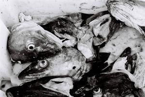 North Sea cod heads