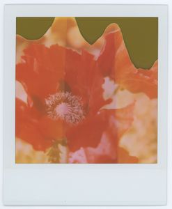 Red Poppy 02