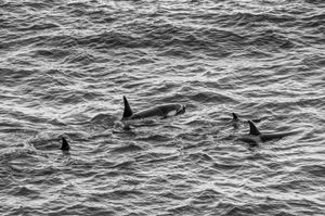 Orcas