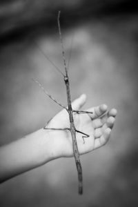 Stick bug