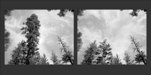 Fallen Tree  © David Paul Bayles