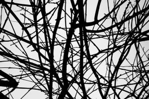 Disturbing Nature n°5